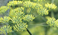 Fennel