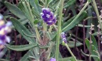 Lavanda