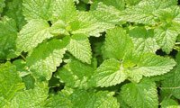 Lemon Balm