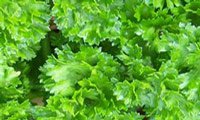 Parsley