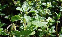 Thyme